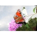 Peacock Butterfly Inachis io Pupae 